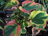 Tavi növények - Houttuynia cordata Chameleon